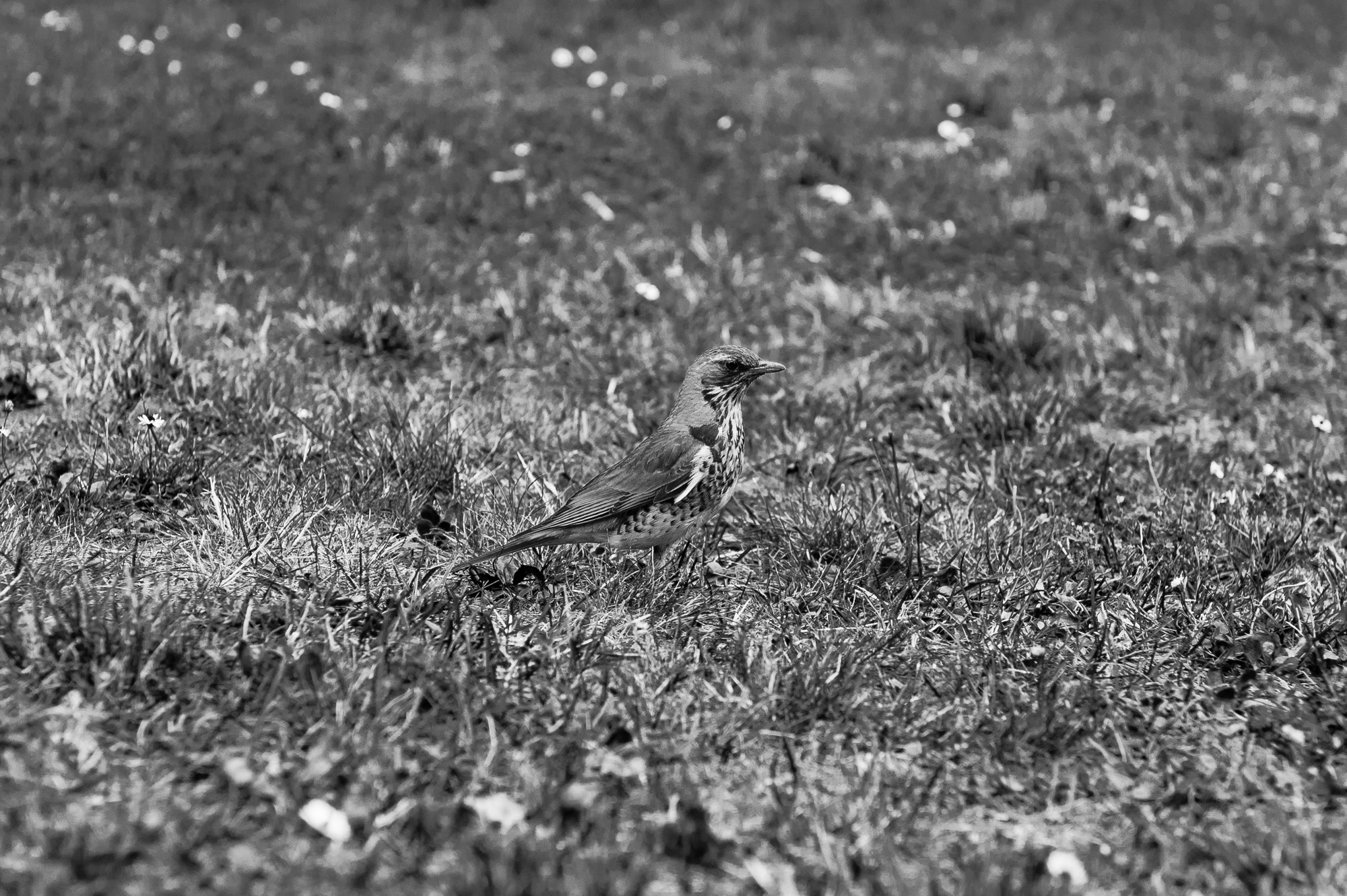 bird_invisible_bw