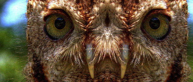 centre-mirrored image of an owl