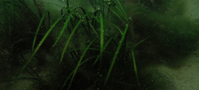 underwater_seagrass